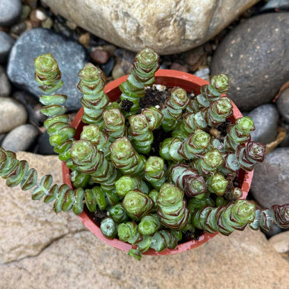 DesertScapeSucculent Succulent 4 Inch Crassula marneriana 'Baby Necklace'
