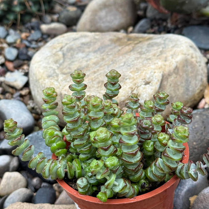 string of necklace succulent Crassula marneriana 'Baby Necklace' – DesertScapeSucculent