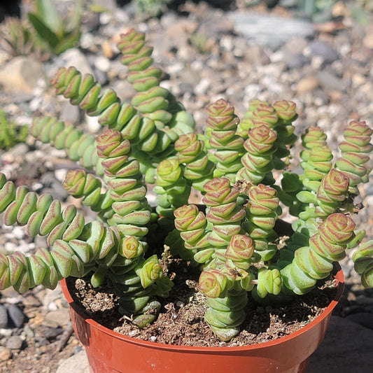 DesertScapeSucculent Succulent 4 Inch Assorted Crassula marneriana 'Baby Necklace'