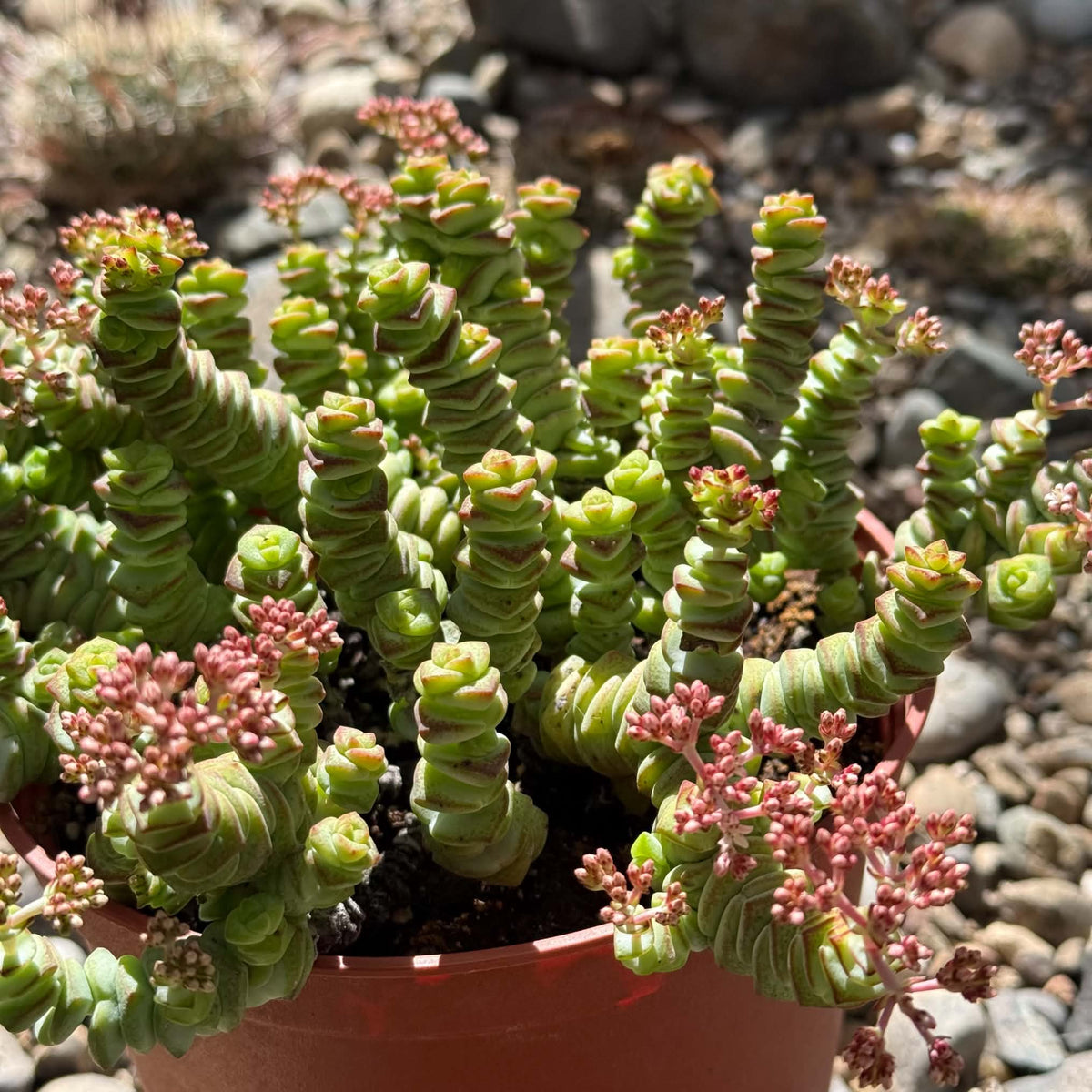 DesertScapeSucculent Succulent 6 Inch Crassula marneriana 'Baby Necklace'