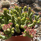DesertScapeSucculent Succulent 6 Inch Crassula marneriana 'Baby Necklace'