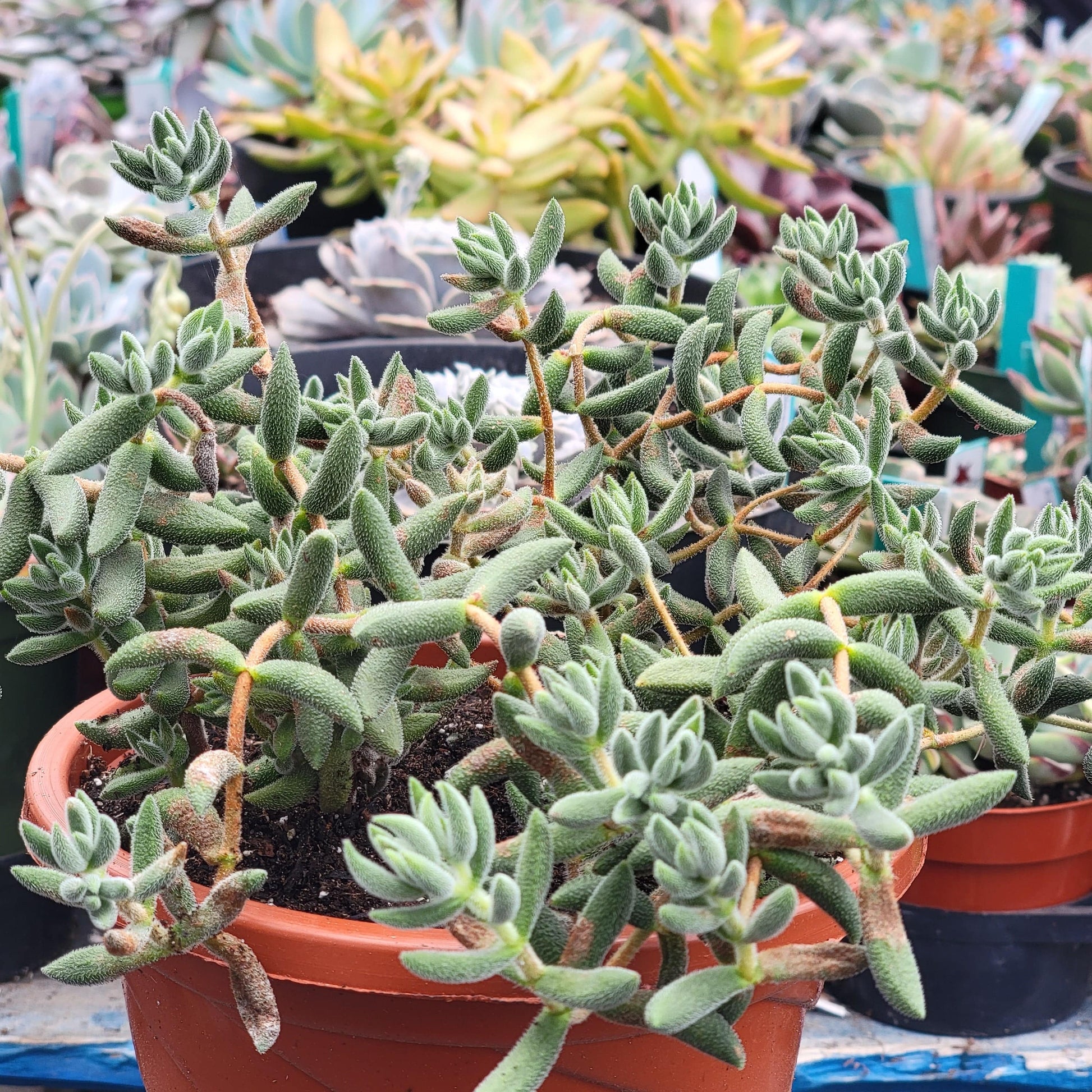 crassula mesembryanthemoides succulent Crassula mesembryanthemoides hispida
