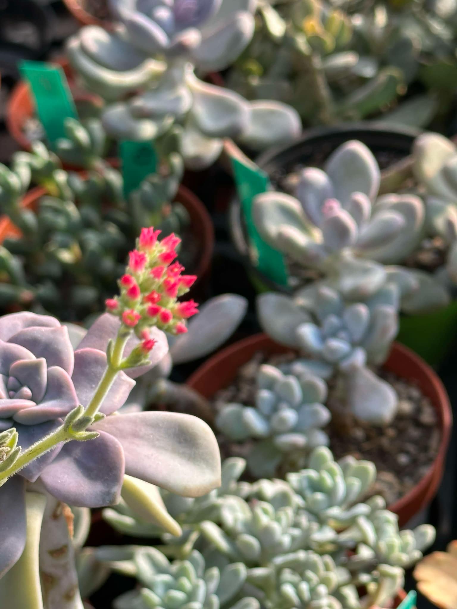 tenelli succulent Crassula Mesembryanthemoides 'Tenelli'