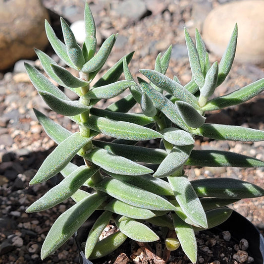 DesertScapeSucculent Succulent 4" Assorted Crassula Mesembryanthemoides 'Tenelli'