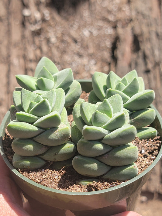 Crassula Moonglow 'Ivory Pagoda'