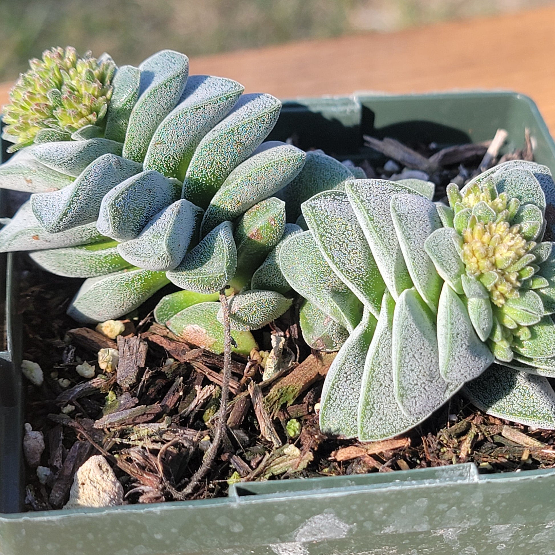 morgan's beauty succulent Crassula 'Morgan's Beauty' – DesertScapeSucculent