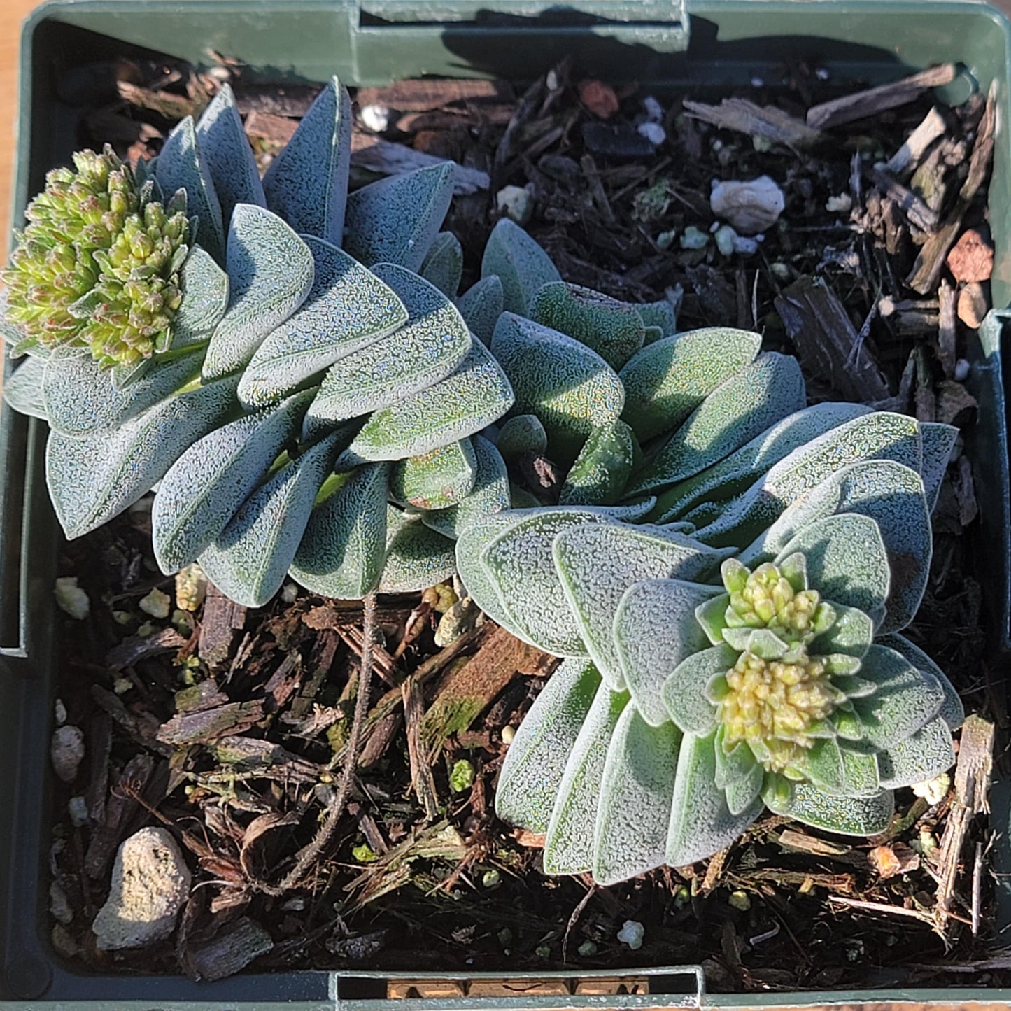 morgans beauty succulent Crassula 'Morgan's Beauty' – DesertScapeSucculent