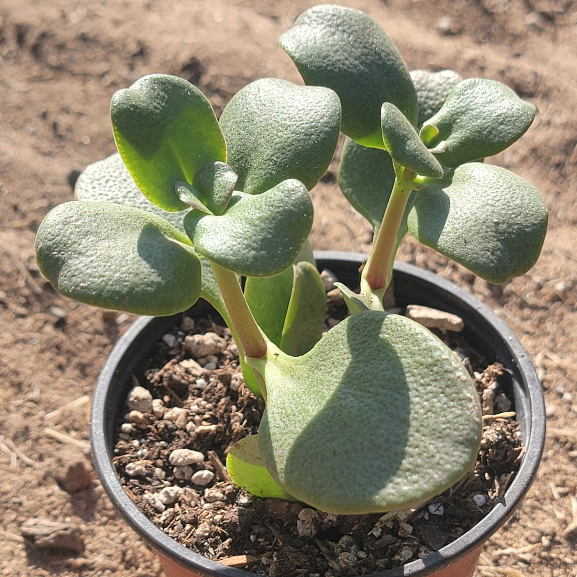carpet succulents Crassula multicava 'Emerald Jade Carpet'