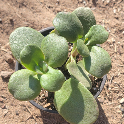 Crassula multicava 'Emerald Jade Carpet'