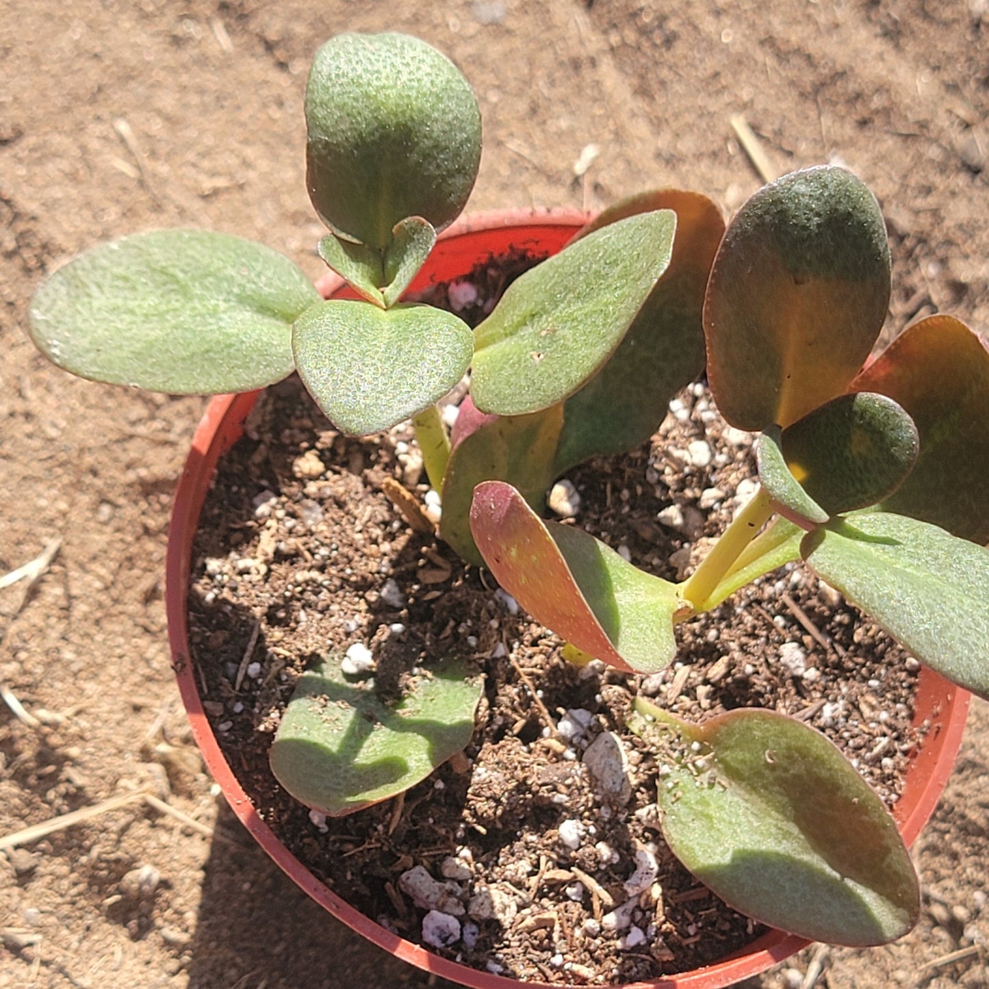 Crassula multicava 'Fairy Crassula'