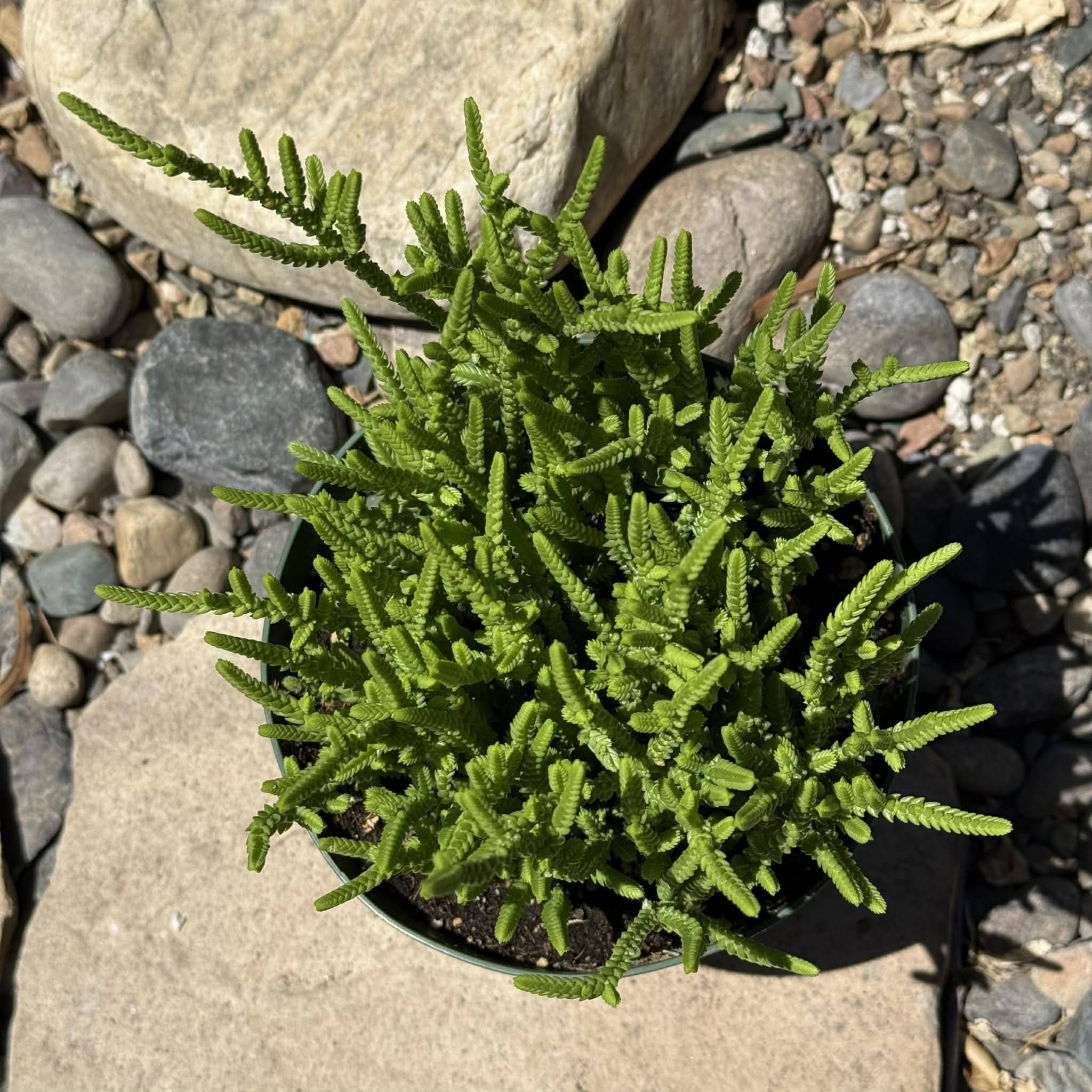 Crassula muscosa 'Watch Chain' 4 Inch