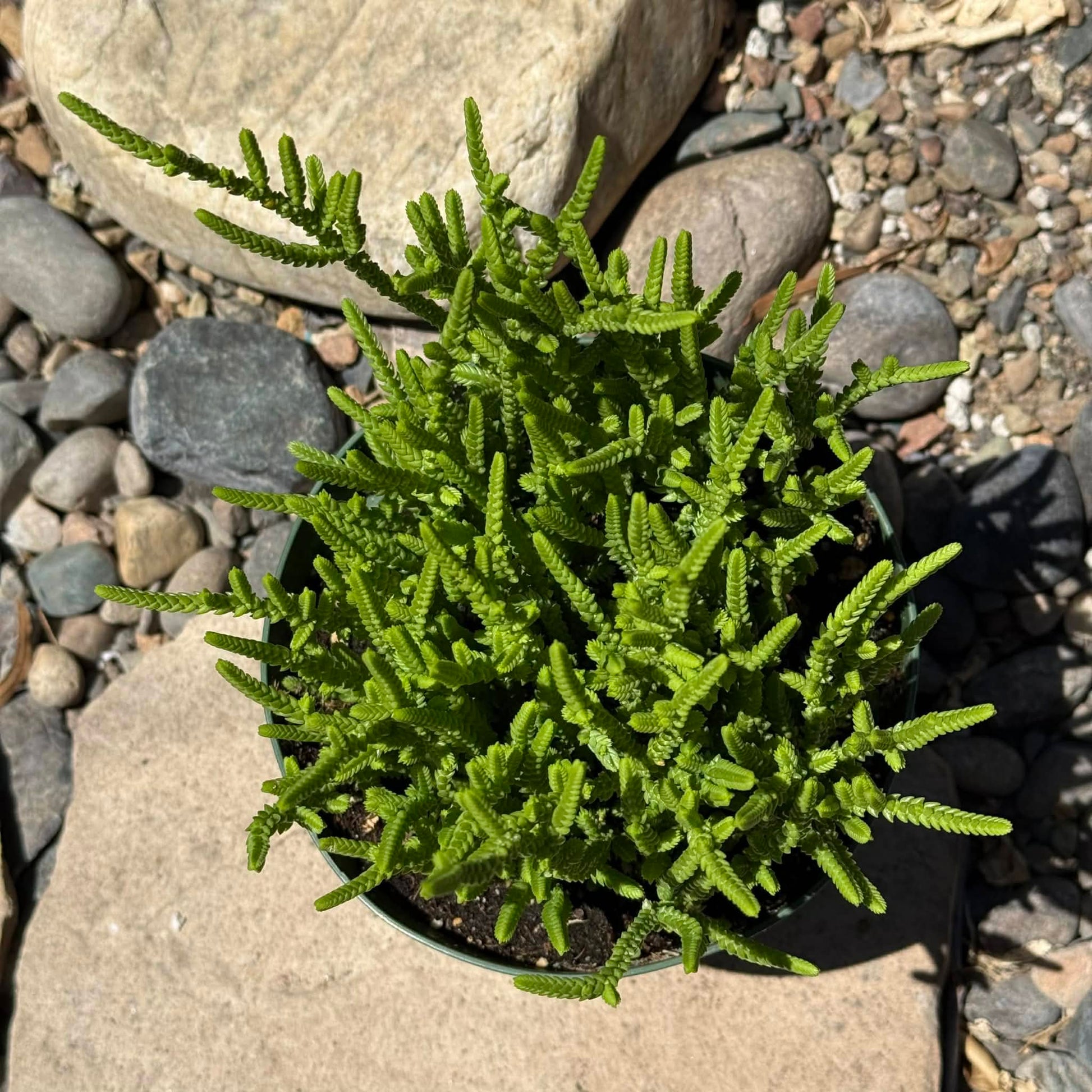 DesertScapeSucculent Succulent Crassula Muscosa 'Watch Chain'
