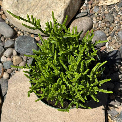 DesertScapeSucculent Succulent Crassula Muscosa 'Watch Chain'