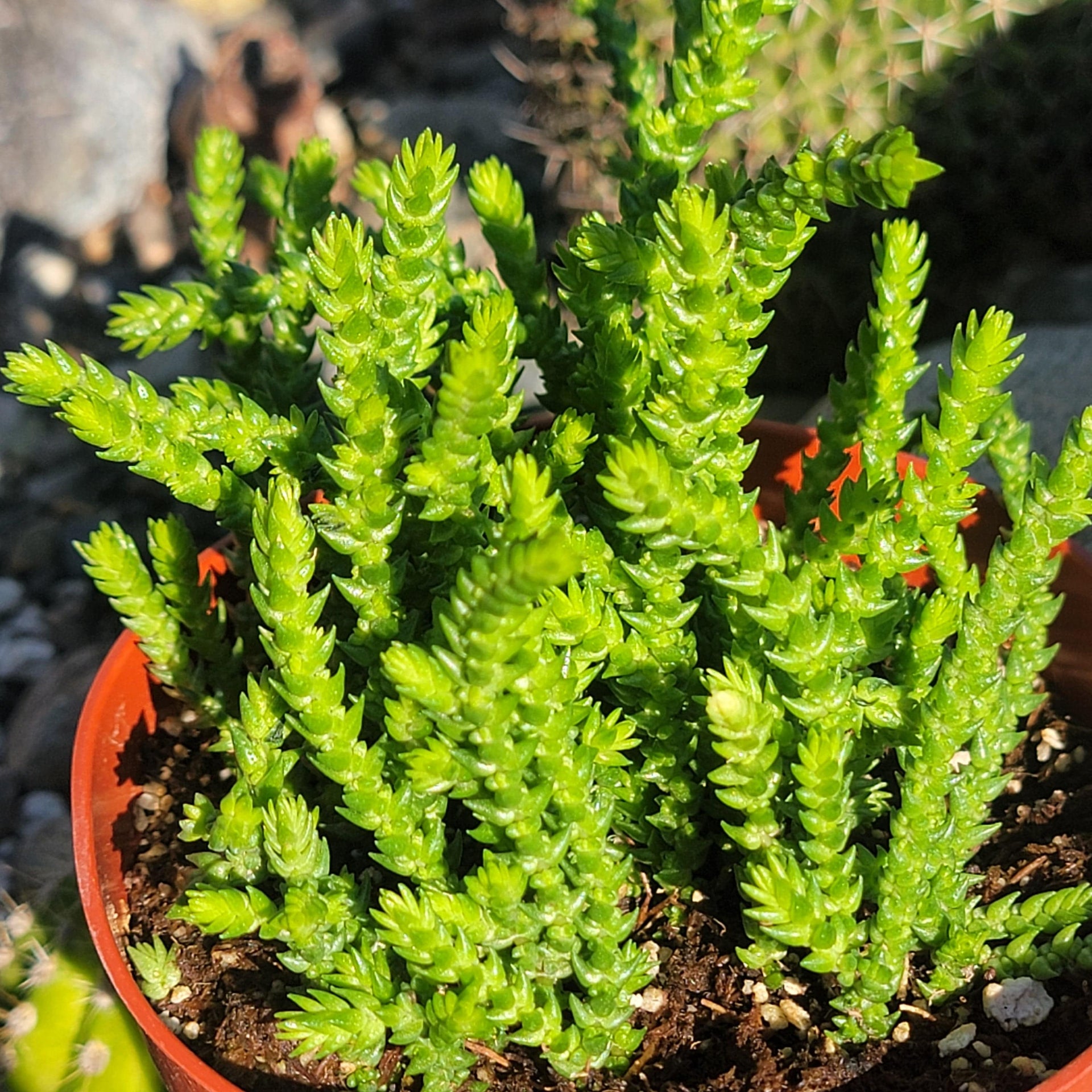 Crassula Muscosa 'Watch Chain'