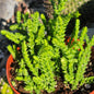 Crassula Muscosa 'Watch Chain' - 4 Inch Assorted - Succulent - DesertScapeSucculent