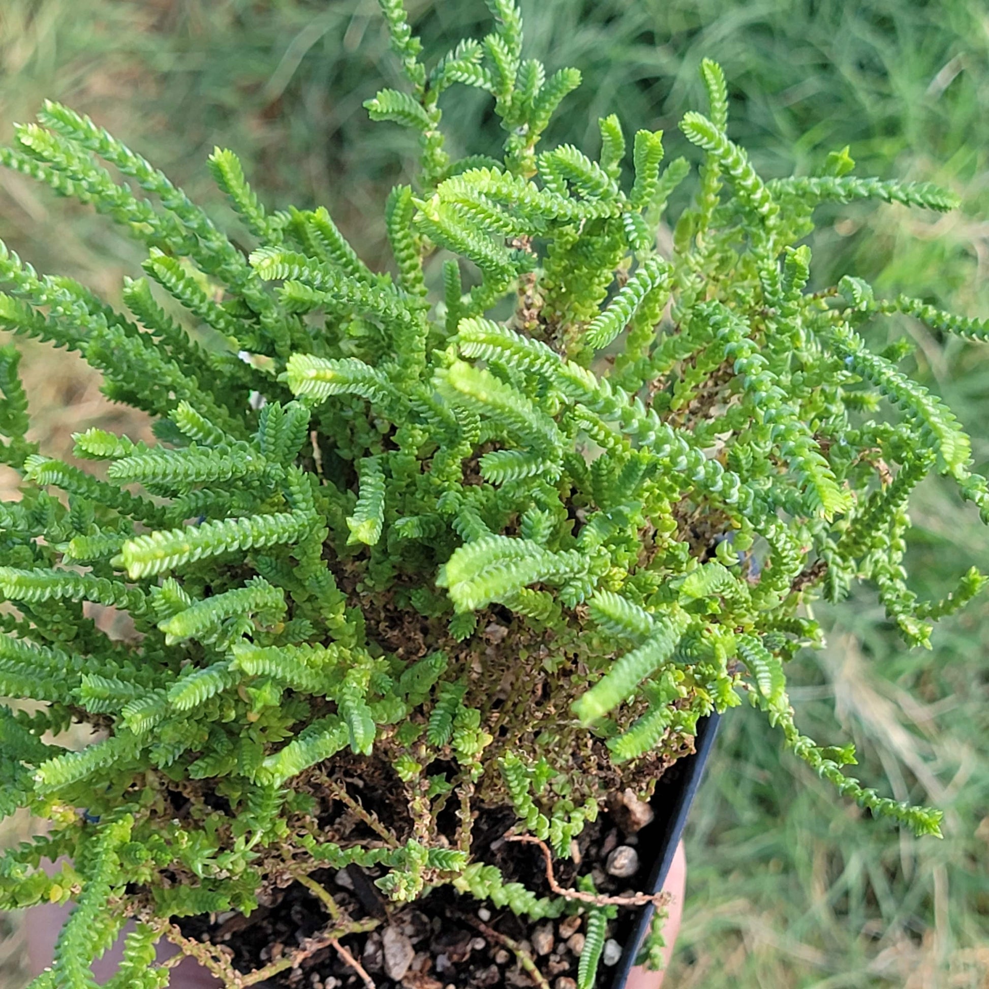 Crassula Muscosa 'Watch Chain'