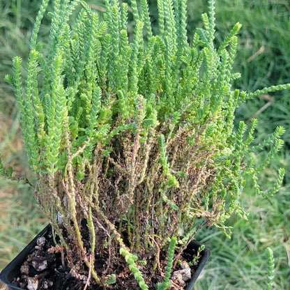 Crassula Muscosa 'Chaîne de montre'