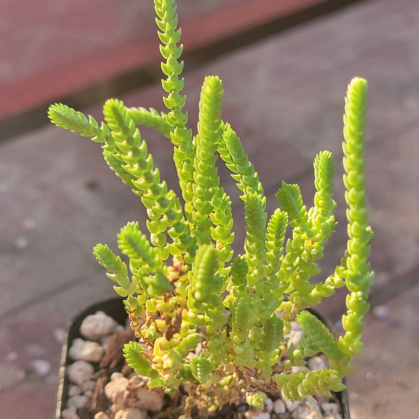 Crassula Muscosa 'Cadena de reloj'