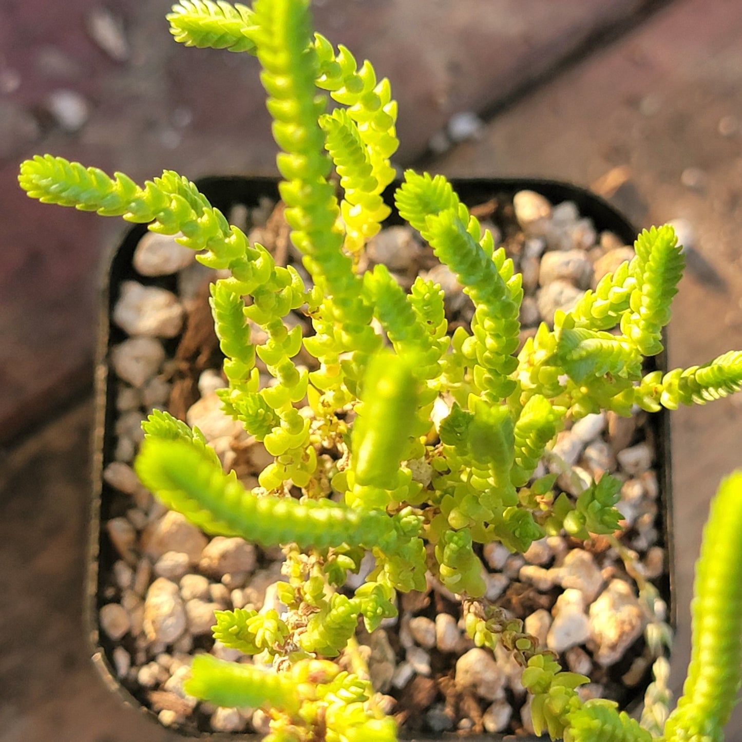 Crassula Muscosa 'Chaîne de montre'