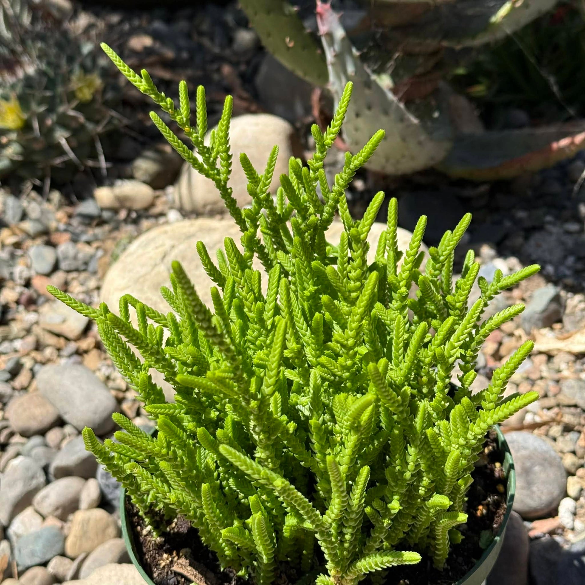 DesertScapeSucculent Succulent 6 Inch Crassula Muscosa 'Watch Chain'