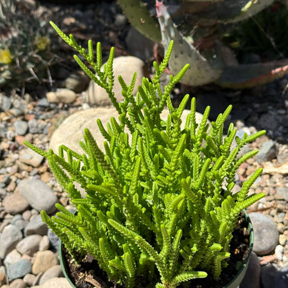 DesertScapeSucculent Succulent 6 Inch Crassula Muscosa 'Watch Chain'