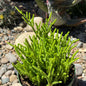 DesertScapeSucculent Succulent 6 Inch Crassula Muscosa 'Watch Chain'