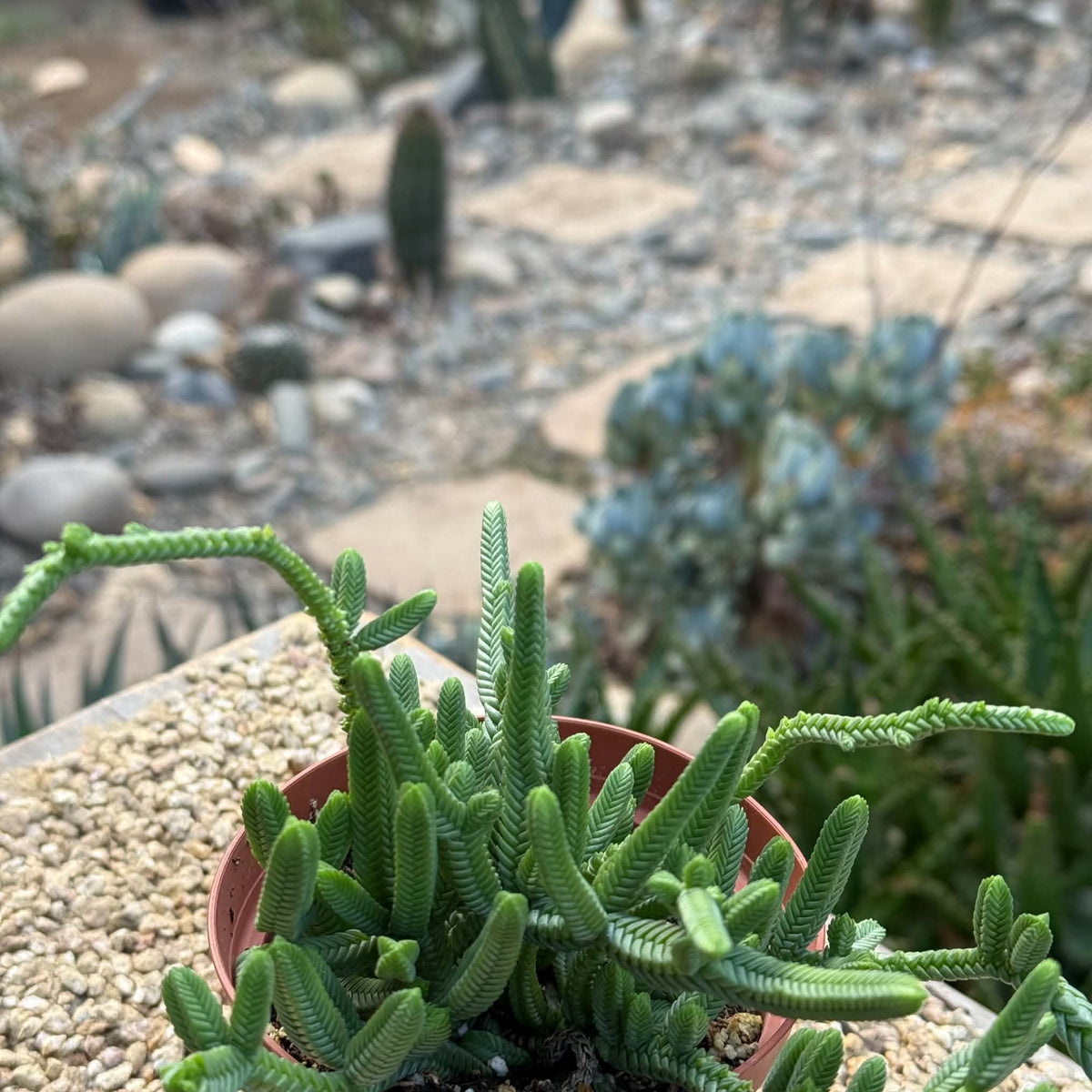 DesertScapeSucculent Succulent 4 Inch Crassula muscosa 'Worms Watch'