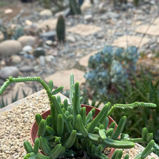 DesertScapeSucculent Succulent 4 Inch Crassula muscosa 'Worms Watch'