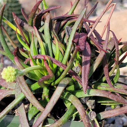 DesertScapeSucculent Succulent 4" Assorted Crassula nudicaulis 'Devil's Horns'