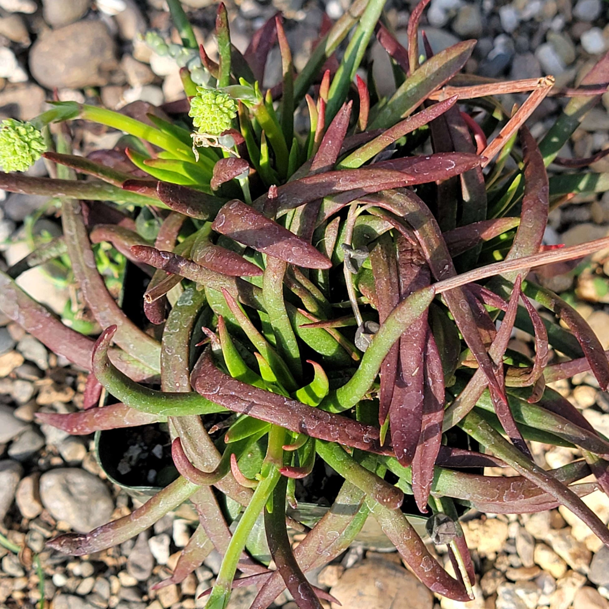 DesertScapeSucculent Succulent 4" Assorted Crassula nudicaulis 'Devil's Horns'