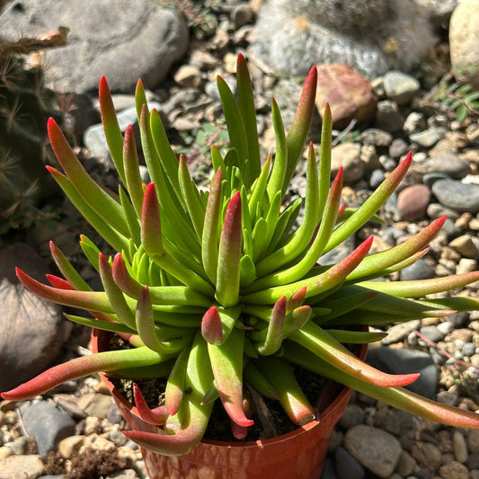 Crassula nudicaulis 'Devil's Horns' - 4 Inch Assorted - Succulent - DesertScapeSucculent