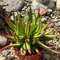 Crassula nudicaulis 'Devil's Horns' - 4 Inch Assorted - Succulent - DesertScapeSucculent
