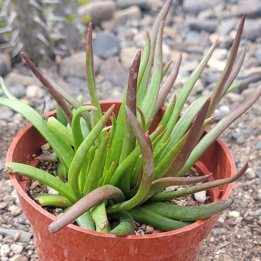 Crassula nudicaulis 'Devil's Horns'