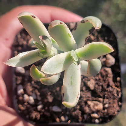 crassula platyphylla succulent Crassula Nudicaulis Platyphylla 'Burgundy' Var. – DesertScapeSucculent