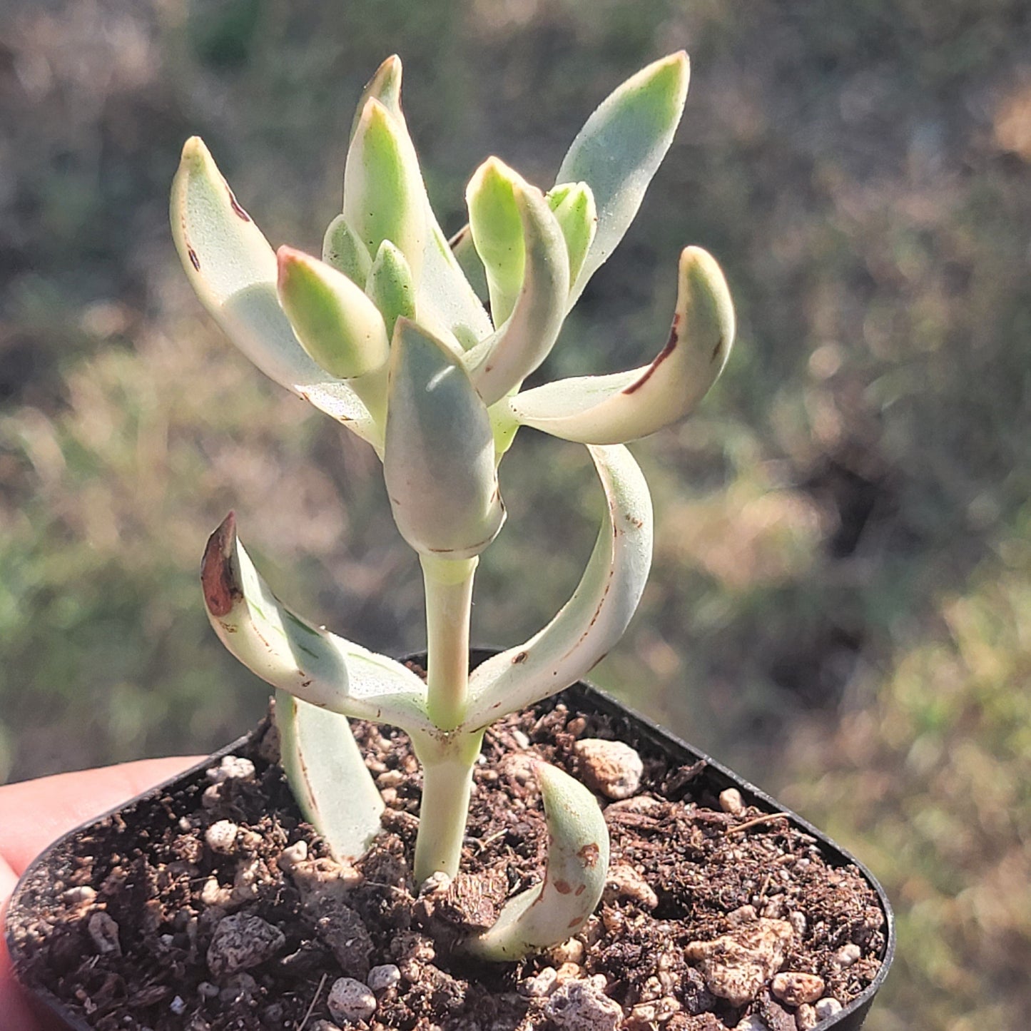 burgundy succulent Crassula Nudicaulis Platyphylla 'Burgundy' Var. – DesertScapeSucculent