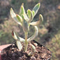 Crassula Nudicaulis Platyphylla 'Burgundy' Var. - 3 Inch Assorted - Succulent - DesertScapeSucculent