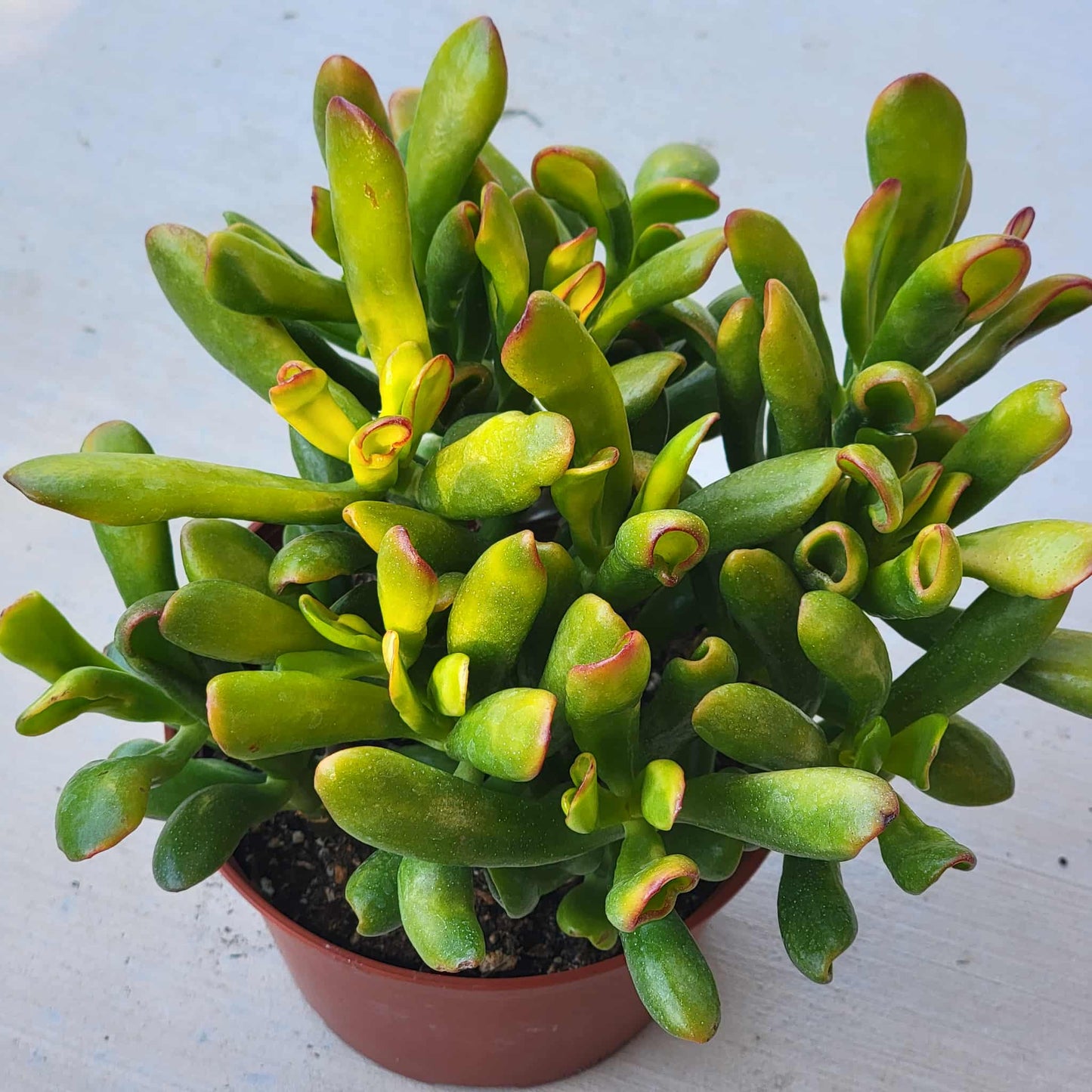 Crassula ovata 'Gollum Sunset' - 4 Inch Assorted - Succulent - DesertScapeSucculent