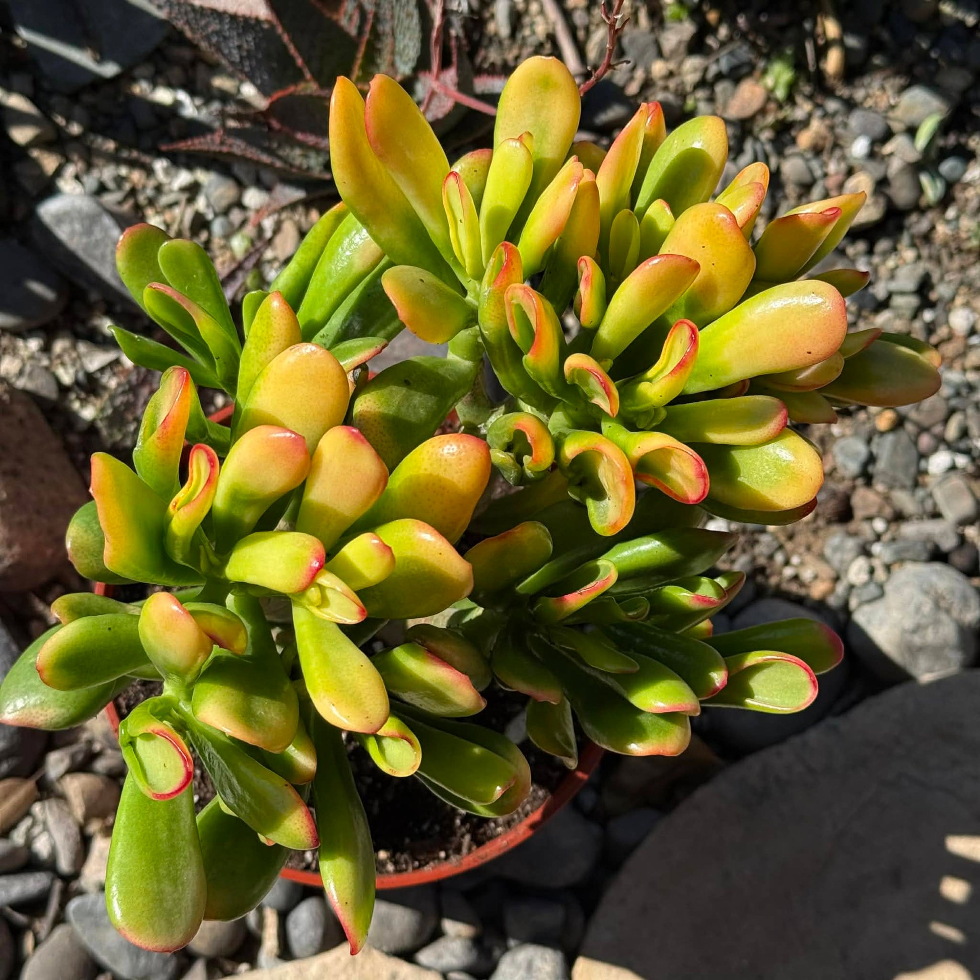 gollum vs hobbit jade plant Crassula ovata 'Gollum Sunset' – DesertScapeSucculent