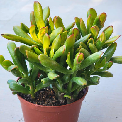 Crassula ovata 'Gollum Sunset' - 6 Inch Assorted - Succulent - DesertScapeSucculent
