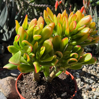 DesertScapeSucculent Succulent 6 Inch Assorted Crassula ovata 'Gollum Sunset'