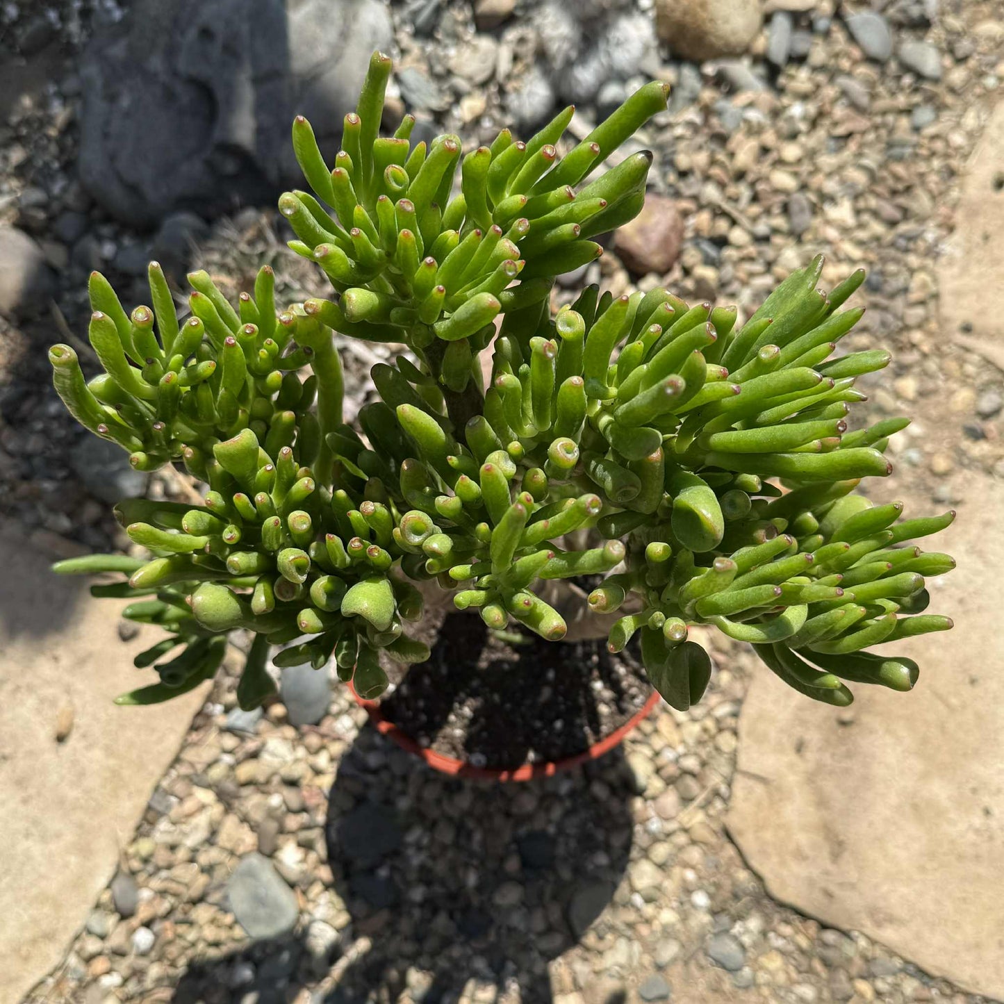 Crassula ovata 'Hobbit' - 6 Inch Assorted - Succulent - DesertScapeSucculent