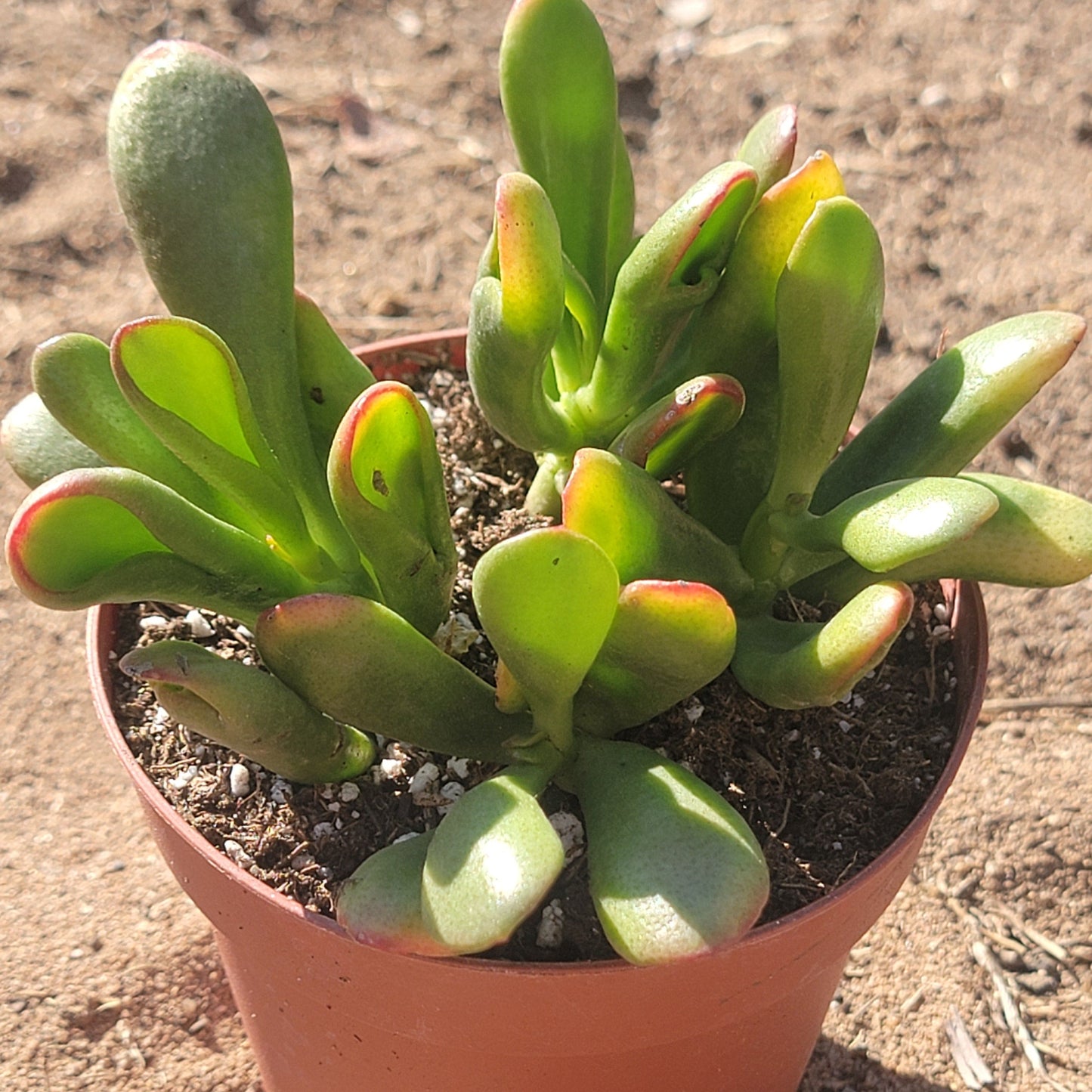 Crassula ovata 'Hobbit'