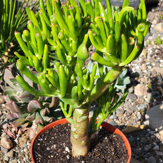 DesertScapeSucculent Succulent 6 Inch Assorted Crassula ovata 'Hobbit'