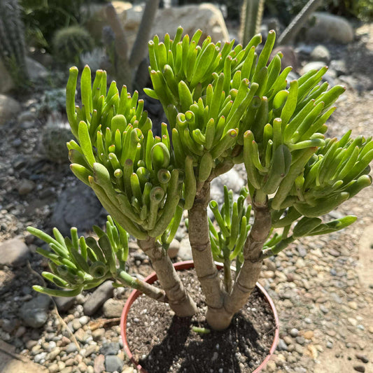 Crassula ovata 'Hobbit' - 6 Inch Assorted - Succulent - DesertScapeSucculent