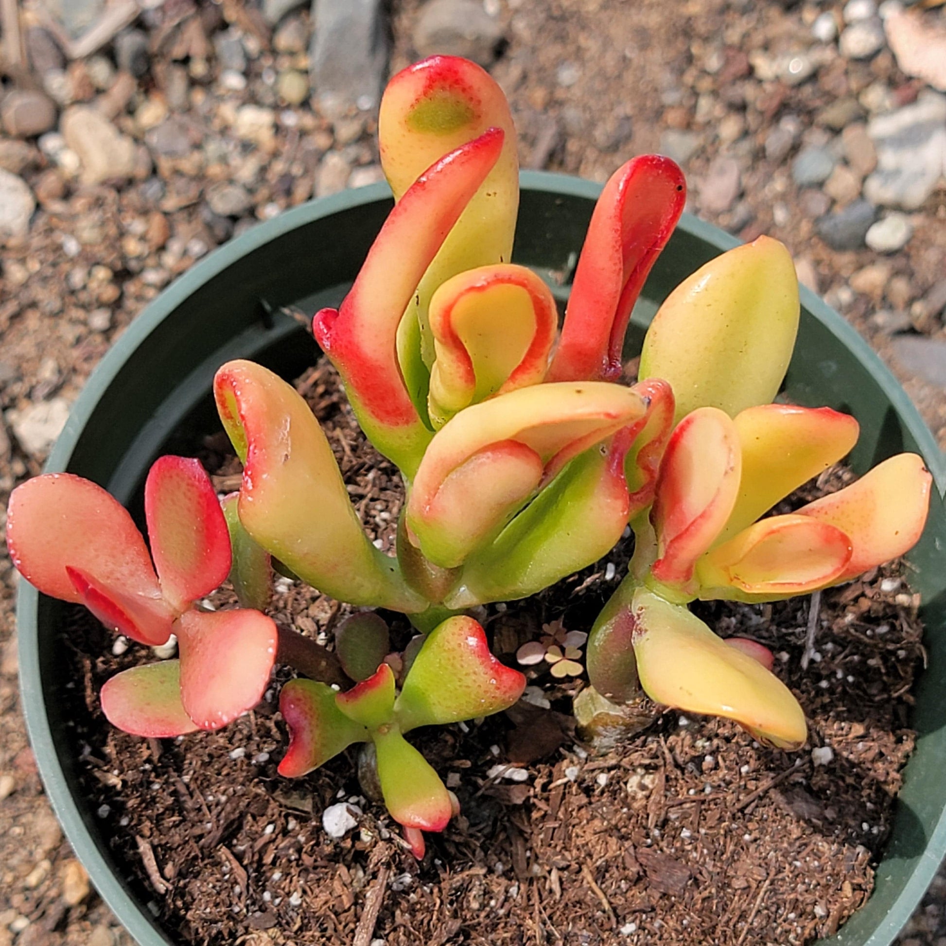 horn tree succulent Crassula ovata 'Horntree'
