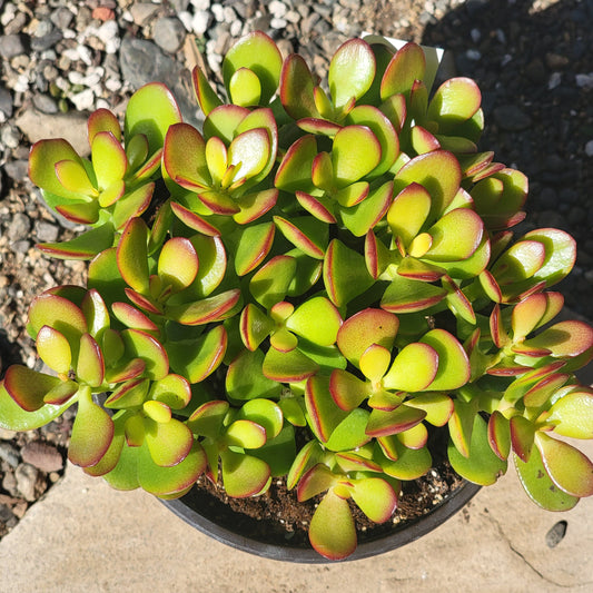 DesertScapeSucculent Succulent Crassula ovata 'Jade Crosby'