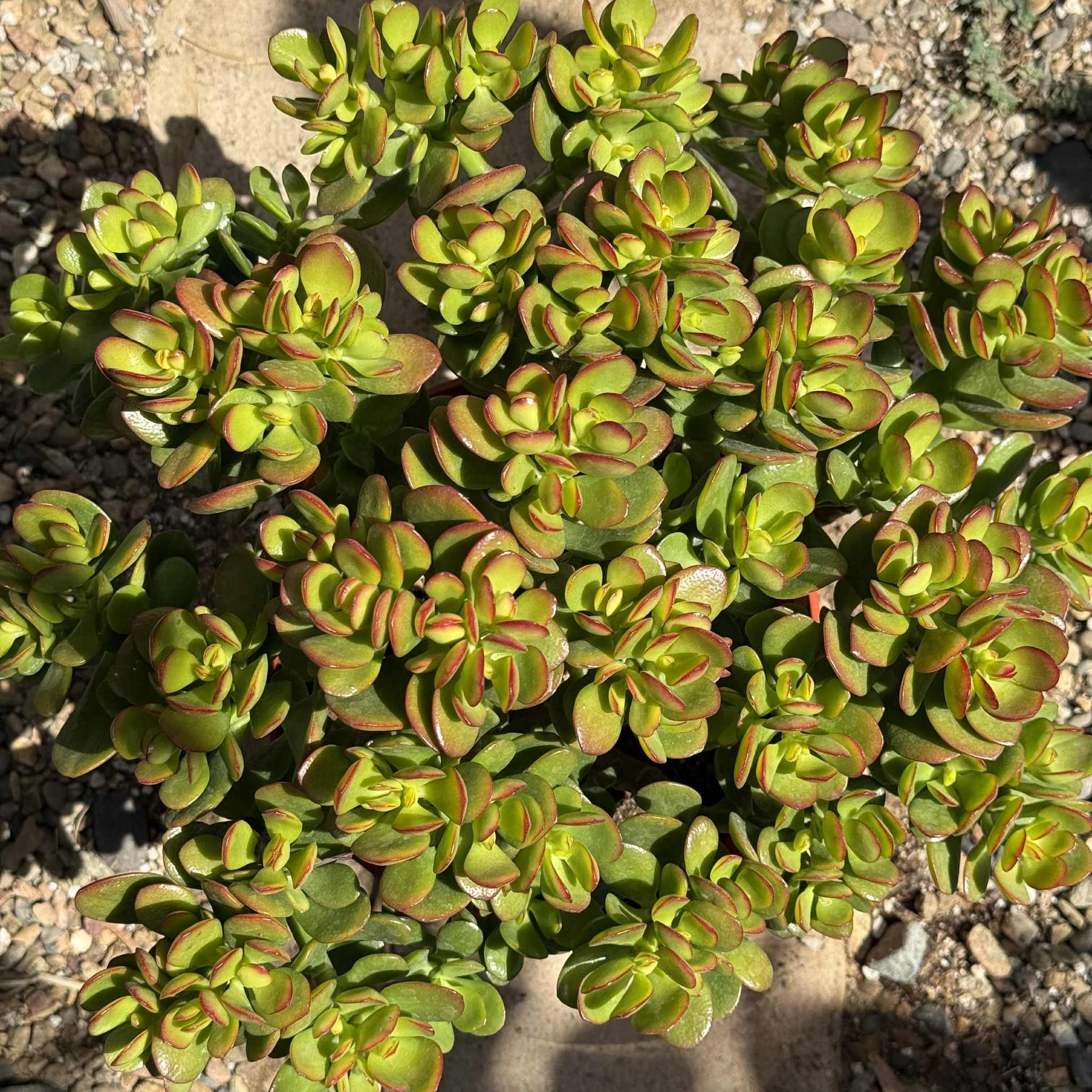 jade crosby plant Crassula ovata 'Jade Crosby' – DesertScapeSucculent