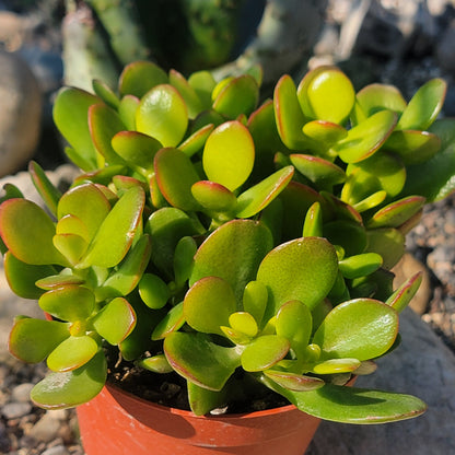 yellow jade succulent Crassula ovata 'Jade Crosby' – DesertScapeSucculent