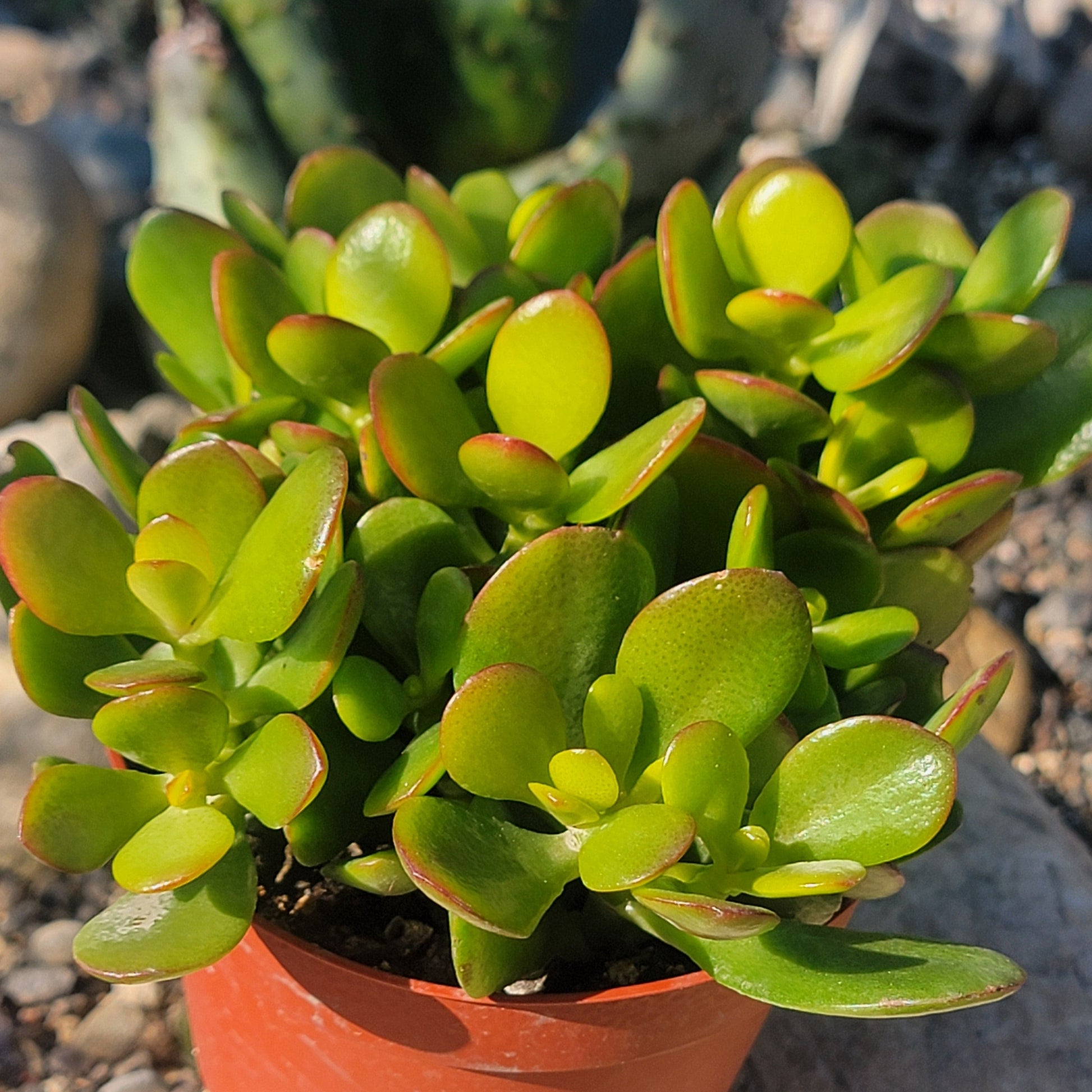 DesertScapeSucculent Succulent 4" Assorted Crassula ovata 'Jade Crosby'