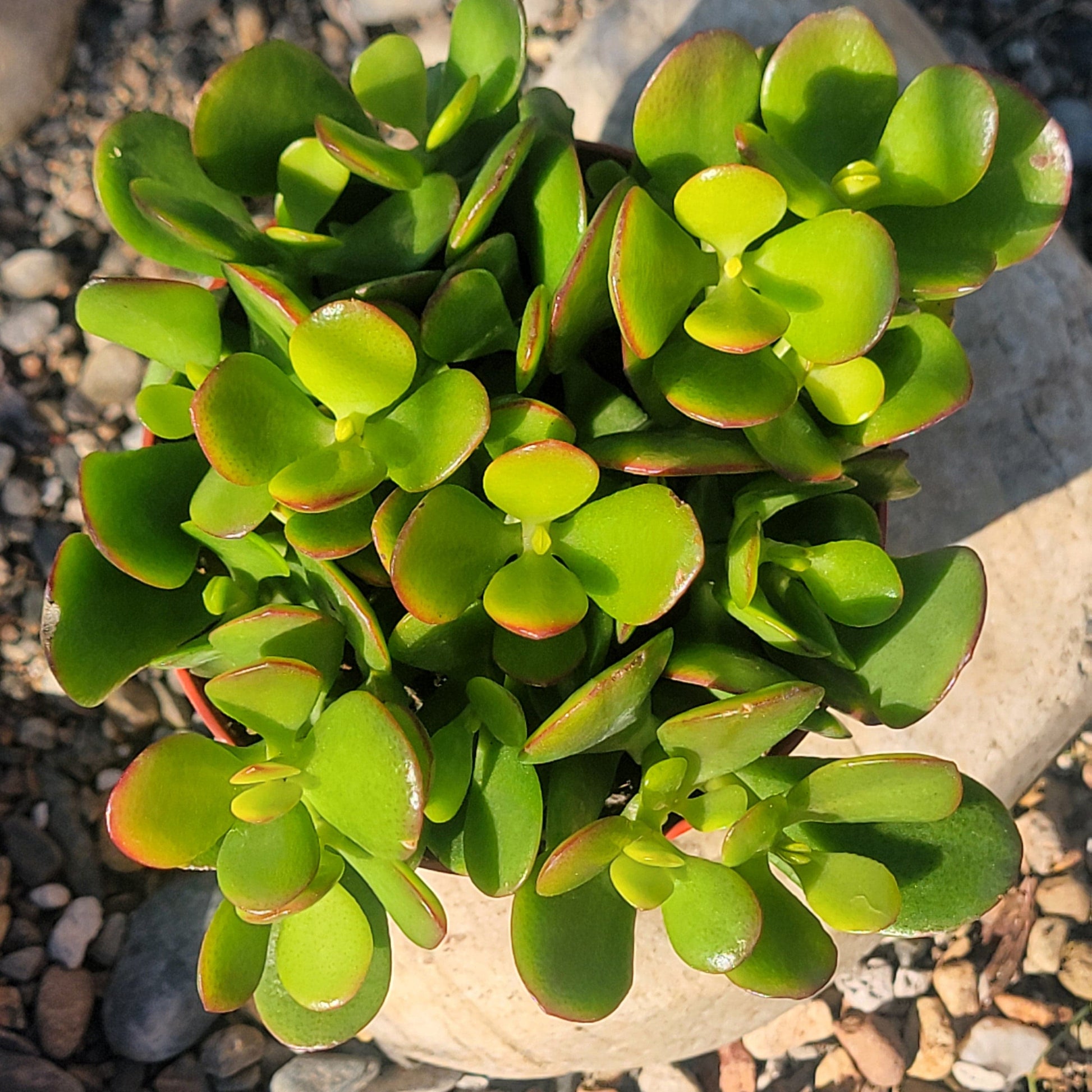 DesertScapeSucculent Succulent 4" Assorted Crassula ovata 'Jade Crosby'